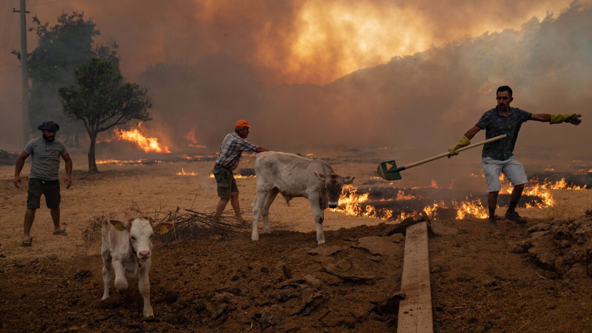 Incendii de vegetație de amploare